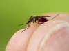 A large, blood-filled mosquito in Siberia.