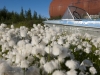 Arctic cottongrass, Eriophorum callitrix, grows alongside an abandoned boat and storage tank.